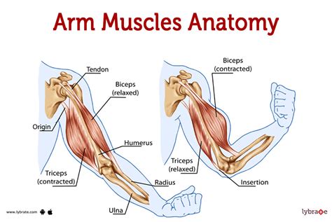 what muscles do you use when you arm wrestle|What Muscles Do You Use When You Arm Wrestle – Equity Atlas